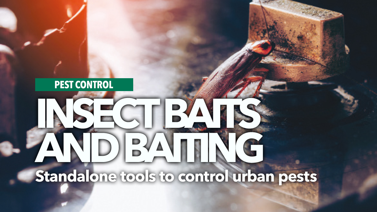insect baits and baiting partho dhang 2 insect baits and baiting partho dhang 2